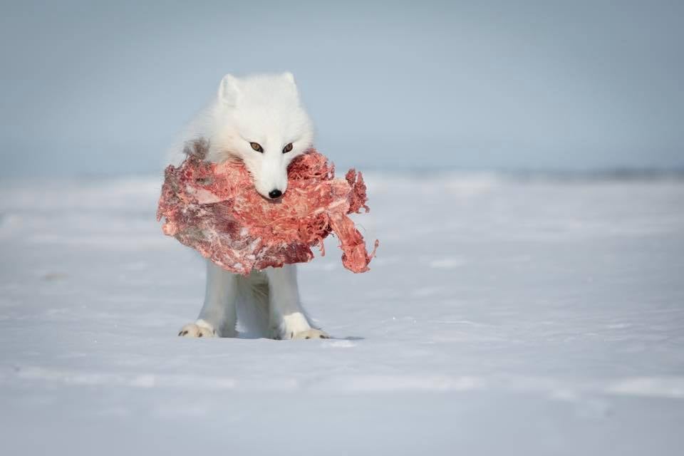 arctic fox-sm-1