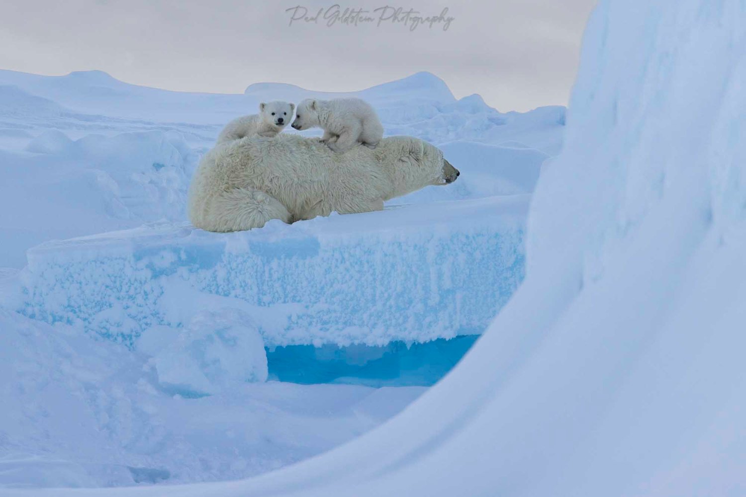 Spring Polar Bears & Icebergs of Baffin Island