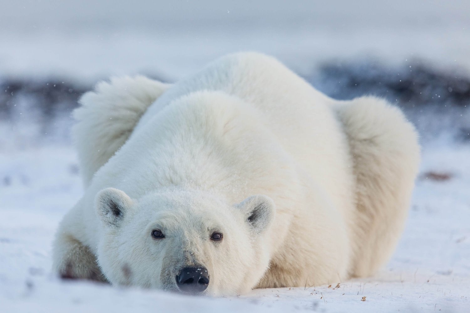Photo par Jaime Sharp Emplacement Geilini Camp Nunavut-7720-web