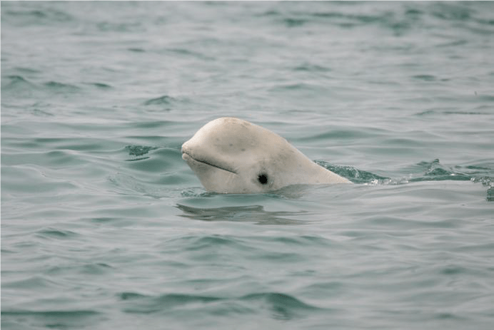 beluga-Jun-29-2022-08-28-17-97-PM