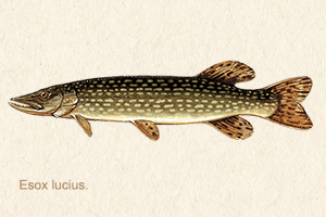northern-pike