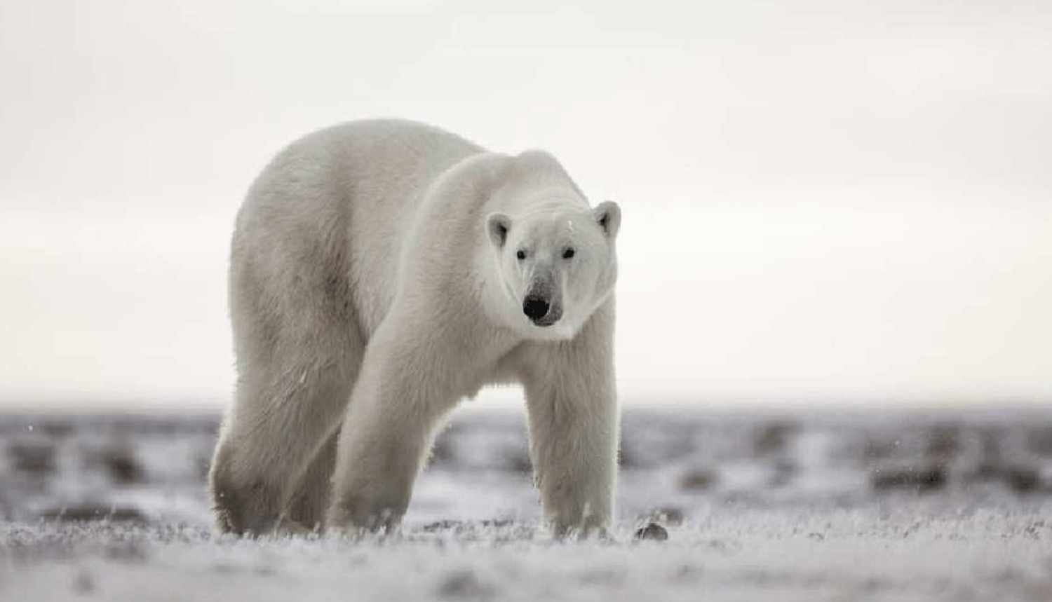 Safari aérien de migration des ours polaires par Arctic Kingdom5